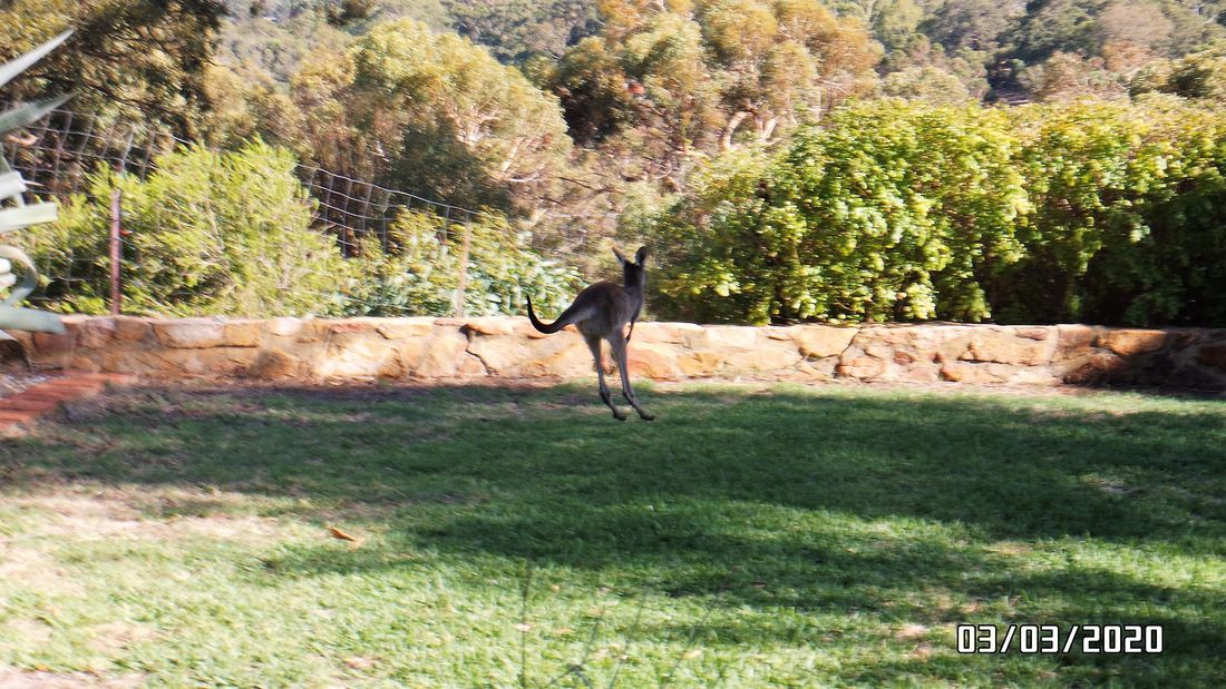 roos on lawn